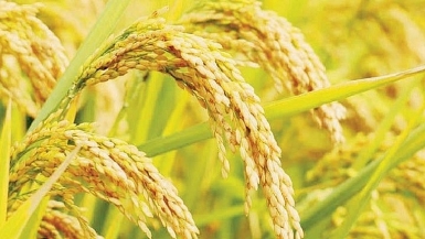 Giá lúa đi ngang, giá gạo tăng nhẹ 100 đồng/kg