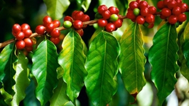 Giá cà phê trong nước giảm 200 đồng/kg, nông dân lao đao với vụ thu hoạch mới
