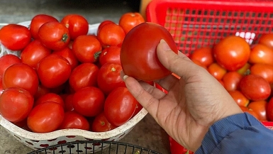 Cà chua khan hiếm, giá tăng bất ngờ