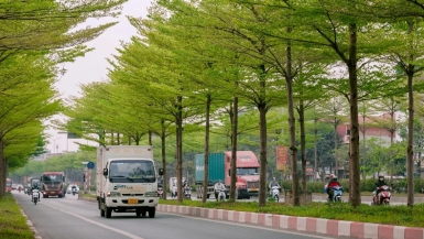 Thanh Hoá, Nghệ An: Rà soát dự án trồng cây xanh theo yêu cầu của Bộ Công an