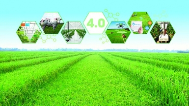 Nông nghiệp và cuộc cách mạng công nghệ trong thích ứng biến đổi khí hậu