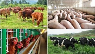 Ứng dụng công nghệ mới trong xử lý chất thải chăn nuôi