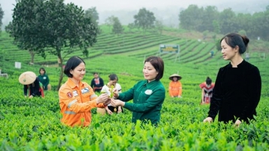 Người phụ nữ quyết tâm khởi nghiệp với trà, tạo việc làm ổn định cho bà con