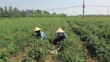 HTX Minh Châu đồng hành cùng người dân Vĩnh Xá trồng và chế biến cây thuốc nam cà gai leo