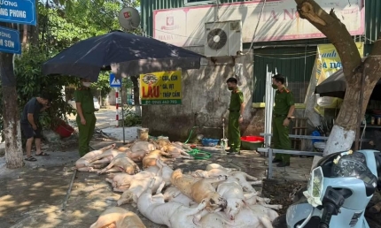 Vĩnh Phúc bắt quả tang hàng tấn thịt lợn 'ốm' sơ chế bán vào khu công nghiệp