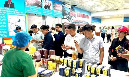 Phú Thọ: Người tạo sinh kế cho hàng trăm lao động dưới chân núi Tam Đảo