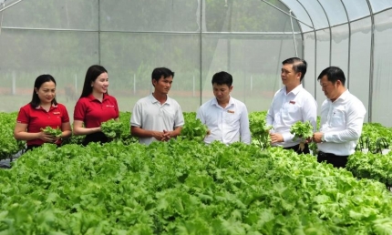 Agribank đầu tư phát triển nông nghiệp sạch, nông nghiệp công nghệ cao