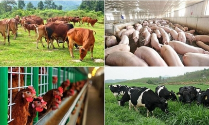 Ứng dụng công nghệ mới trong xử lý chất thải chăn nuôi