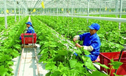 Nỗ lực giảm phát thải khí nhà kính trong lĩnh vực trồng trọt hướng tới nền nông nghiệp xanh