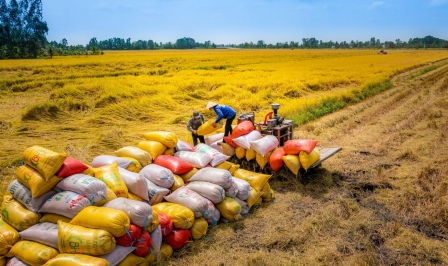 Doanh nghiệp sản xuất gạo trong nước liên tục trúng các gói thầu gạo lớn