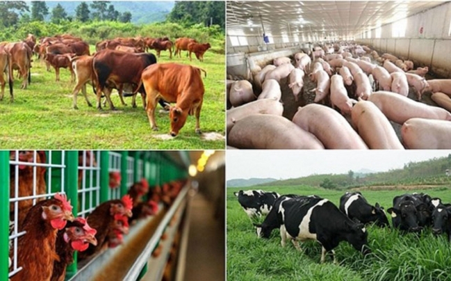 Ứng dụng công nghệ mới trong xử lý chất thải chăn nuôi
