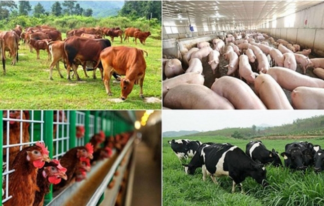 Ứng dụng công nghệ mới trong xử lý chất thải chăn nuôi