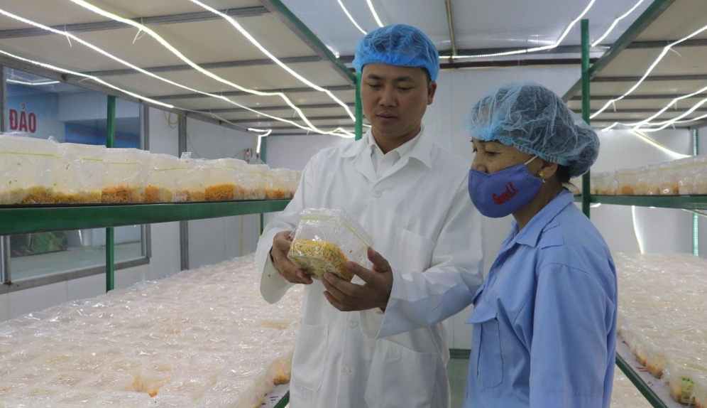 Vĩnh Phúc: Đòn bẩy chính sách thúc đẩy kinh tế tập thể và hợp tác xã phát triển bền vững